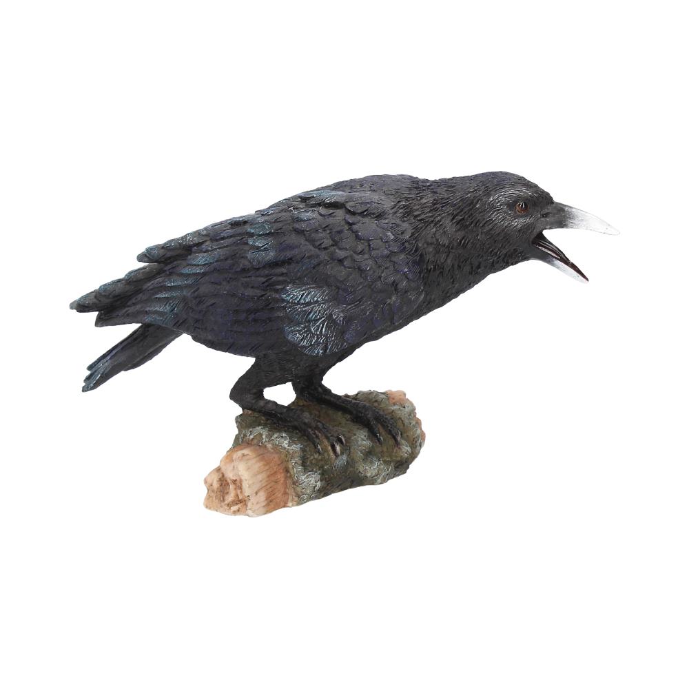 Raven's Call 20cm